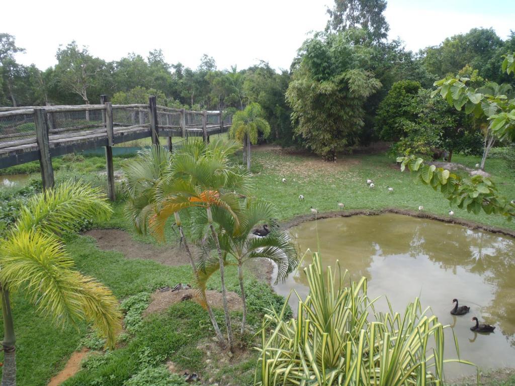 Daintree Wild Bed & Breakfast Bed and Breakfast Esterno foto